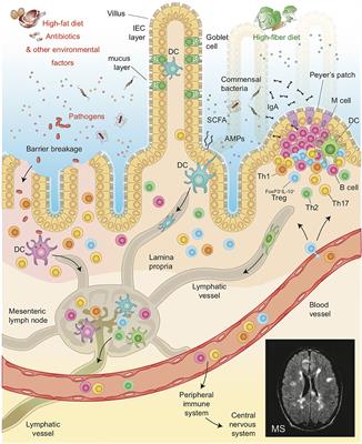 How the Interplay Between the Commensal Microbiota, Gut Barrier Integrity, and Mucosal Immunity Regulates Brain Autoimmunity